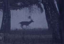 „DEER BOY” Z KOLEJNYMI NAGRODAMI