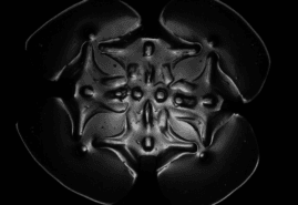 ANEMONE TEMPLE, dir. 