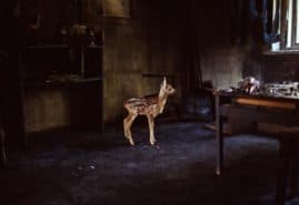 "Such a landscape" dir. Jagoda Szelc